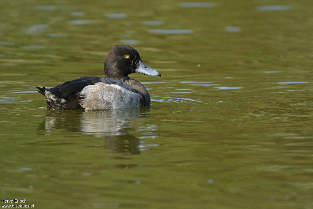 Greater Scaup male adult transition, identification