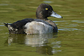 Greater Scaup