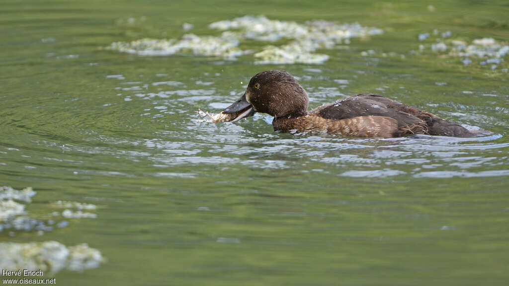 Tufted Duck female adult, feeding habits, fishing/hunting