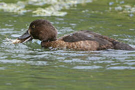 Tufted Duck