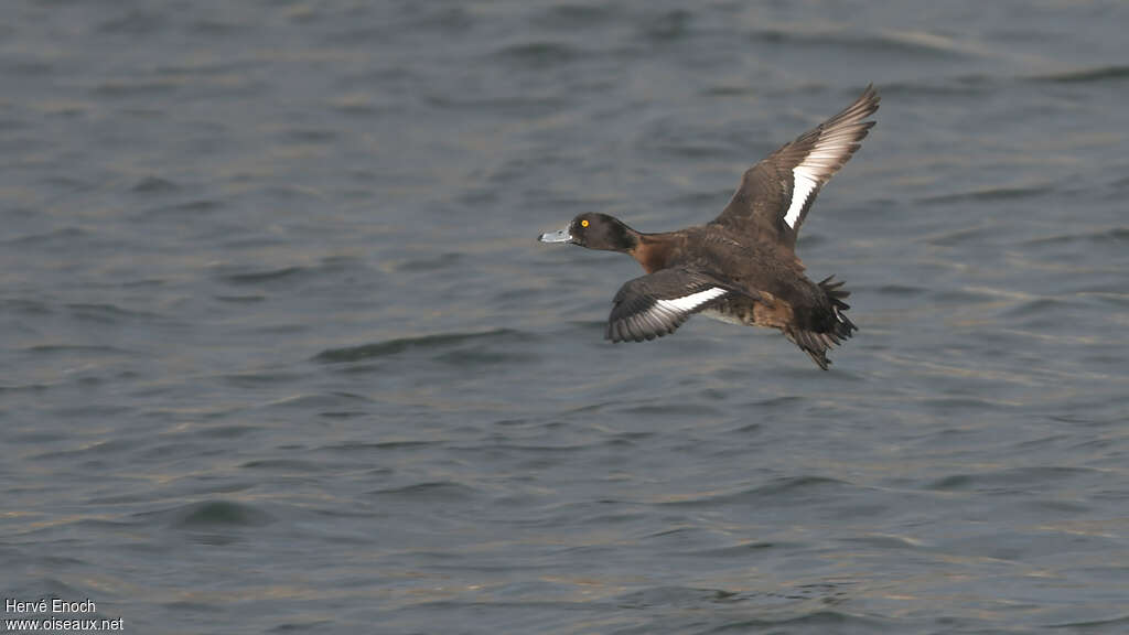 Tufted Duck female adult breeding, pigmentation, Flight