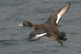 Tufted Duck