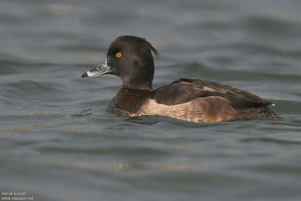 Tufted Duck male Second year, identification