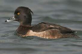 Tufted Duck