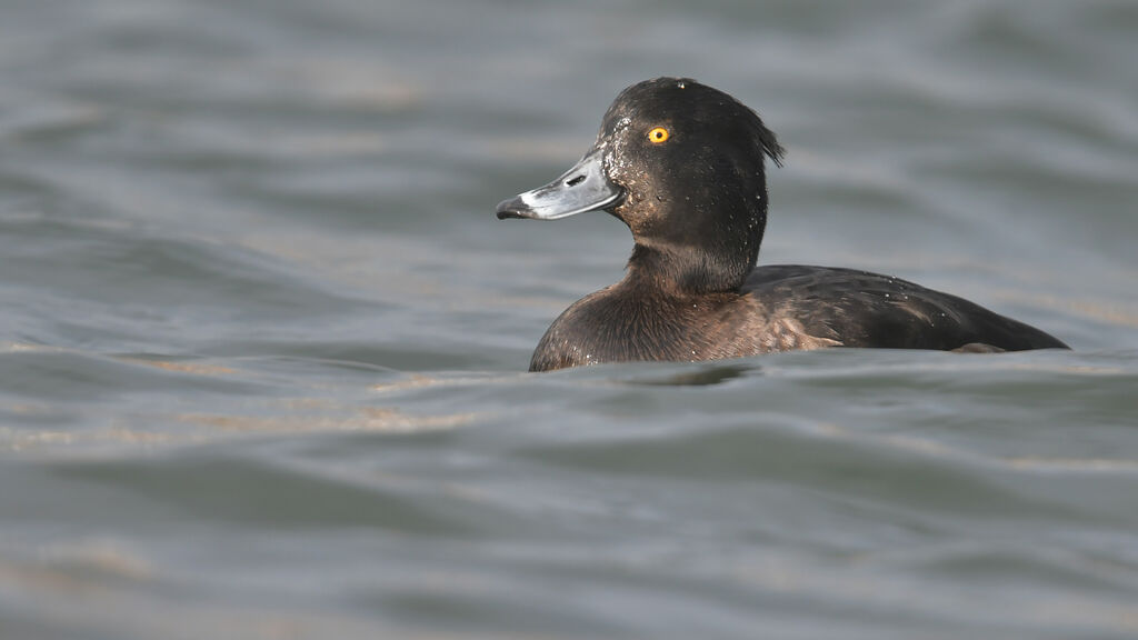 Tufted Duck female adult breeding, identification