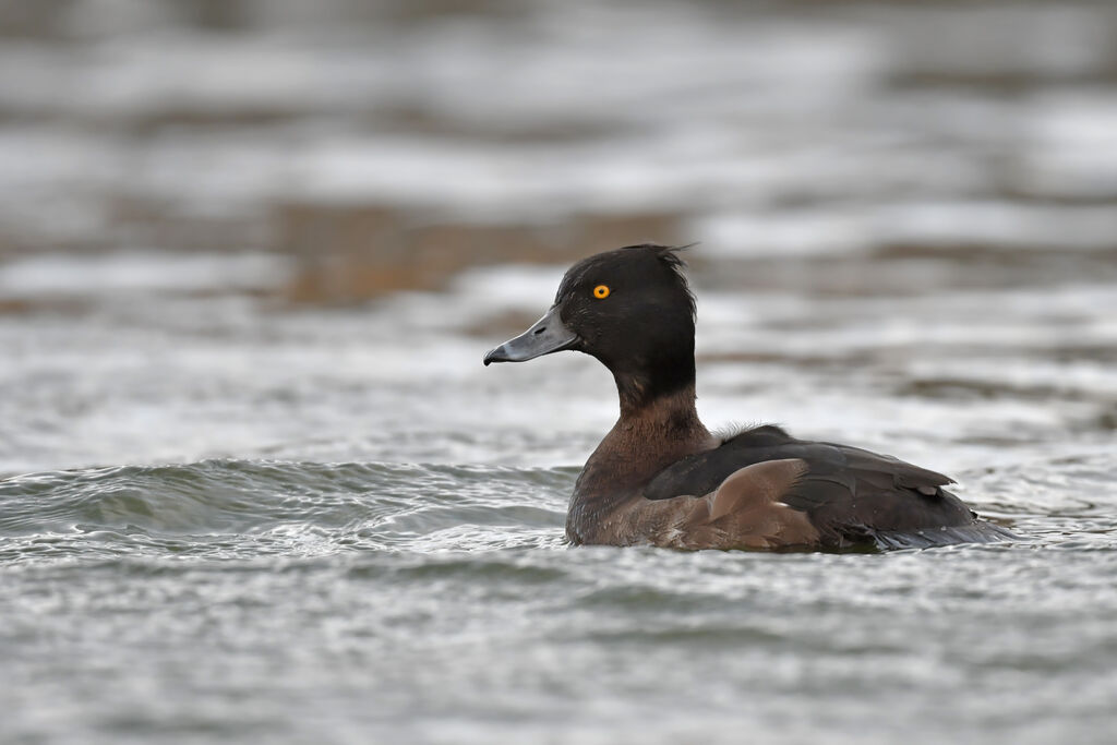 Tufted Duck female adult, identification