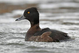 Tufted Duck