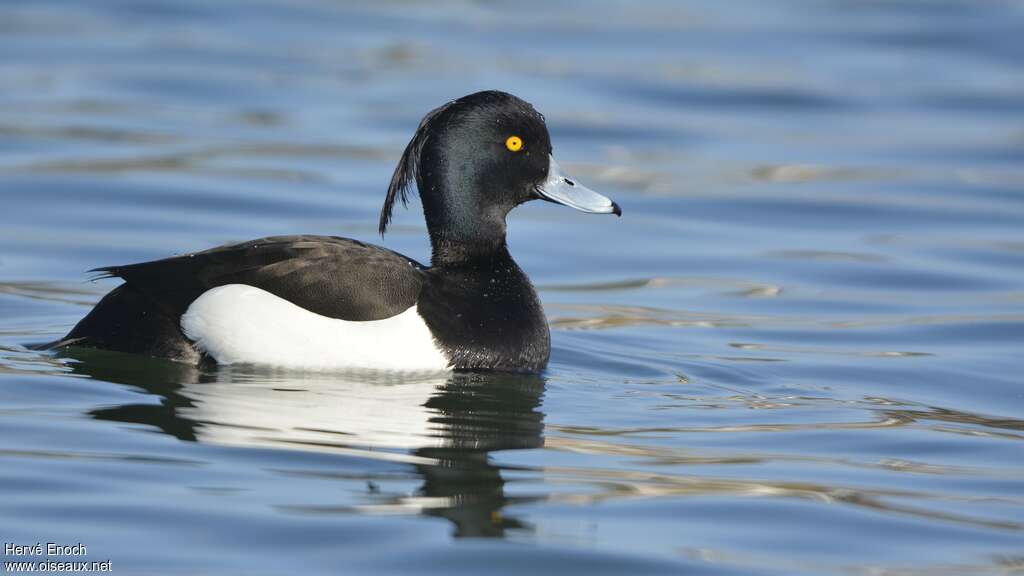 Tufted Duck male adult breeding, identification