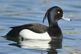 Tufted Duck