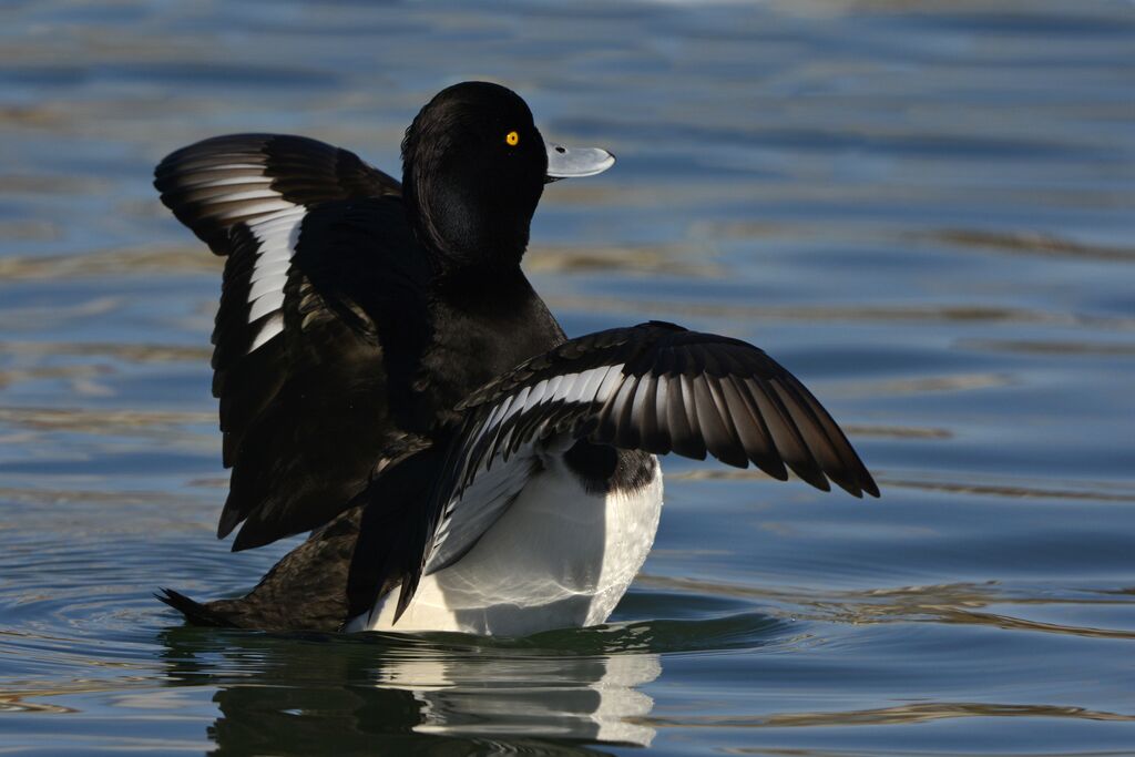 Tufted Duck male adult, identification