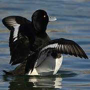 Tufted Duck