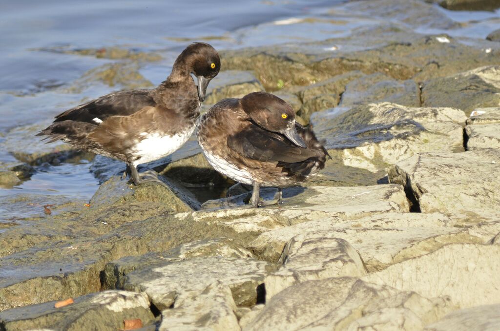 Tufted Duck female, identification