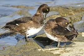 Tufted Duck