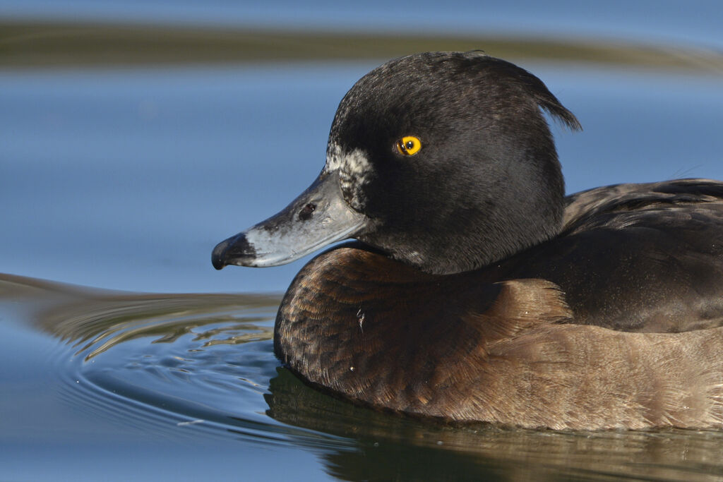 Tufted Duck female adult