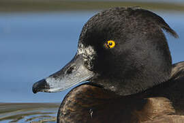 Tufted Duck