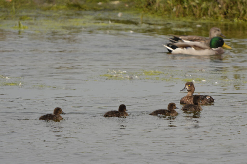 Tufted Duck