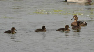 Tufted Duck