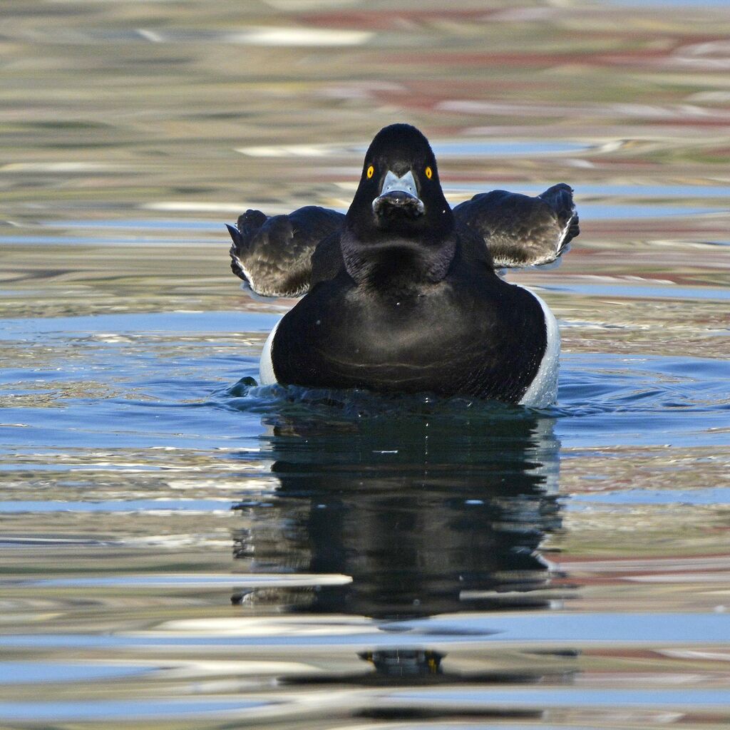 Tufted Duck male adult