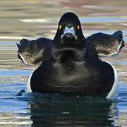 Tufted Duck