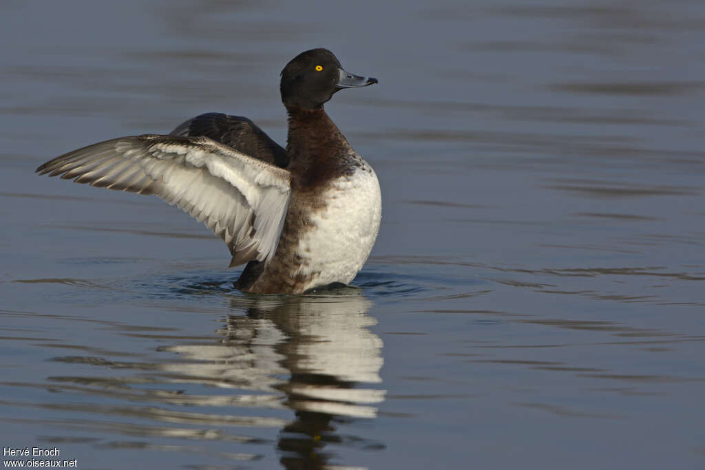 Tufted Duck female adult, aspect, pigmentation