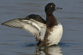 Tufted Duck