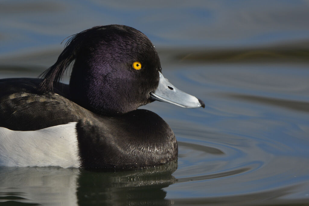 Tufted Duck male adult