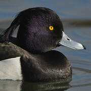 Tufted Duck