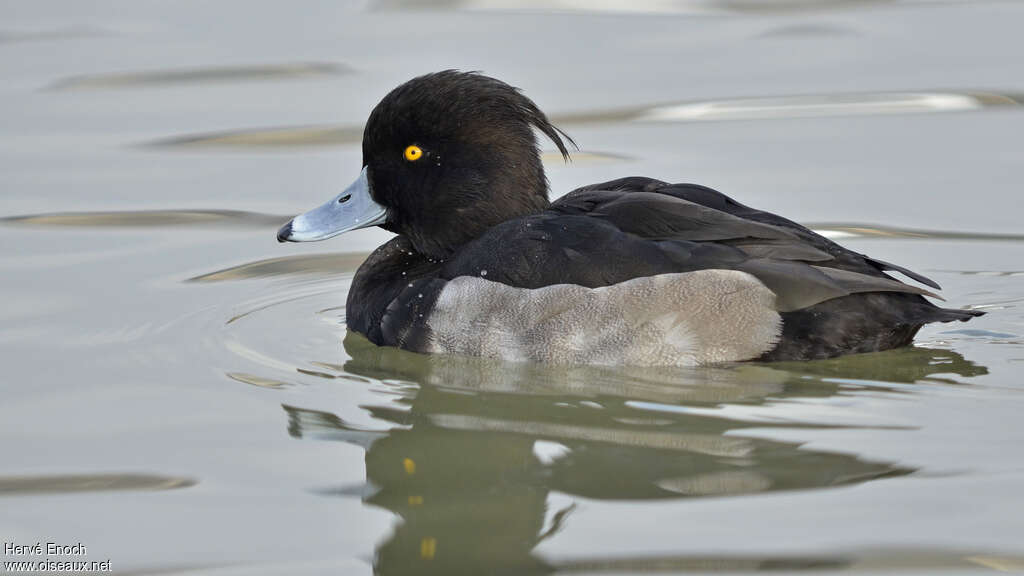 Tufted Duck male adult post breeding, identification