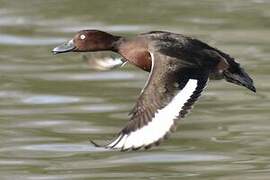 Ferruginous Duck