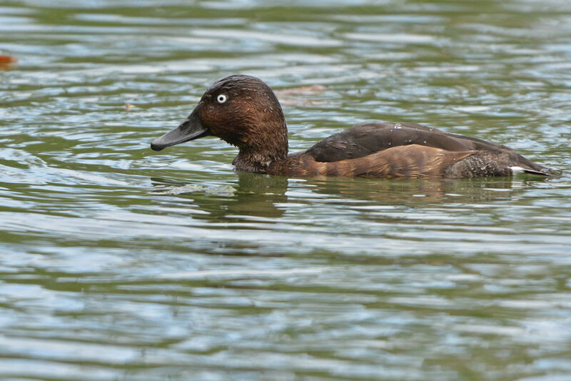 Ferruginous Duck male adult, identification