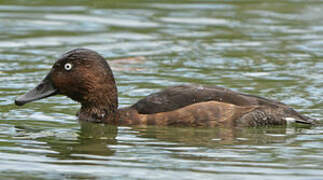 Ferruginous Duck