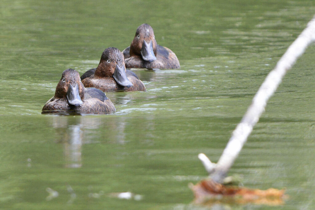 Ferruginous Duck male adult, swimming