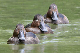 Ferruginous Duck