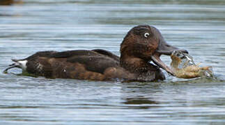 Ferruginous Duck