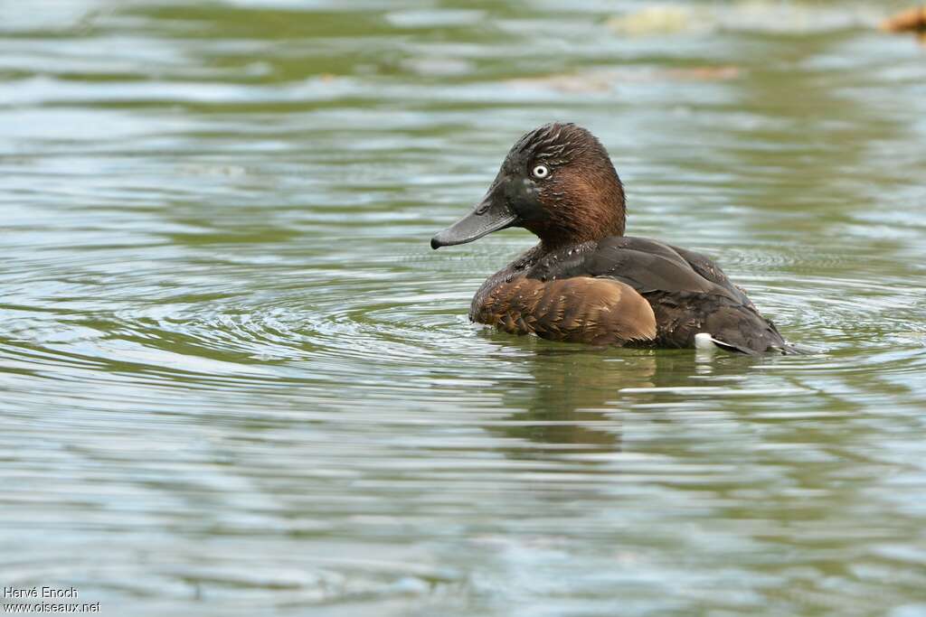 Ferruginous Duck male adult post breeding, identification