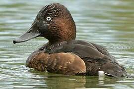 Ferruginous Duck