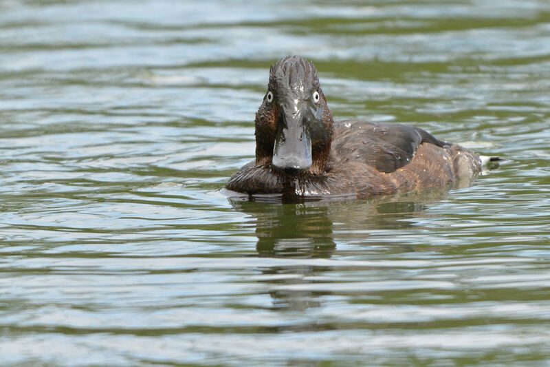 Ferruginous Duck male adult