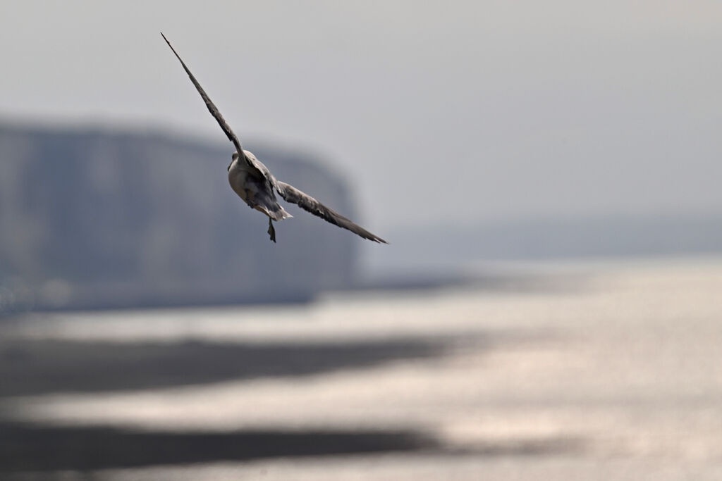 Fulmar boréaladulte, habitat, Vol