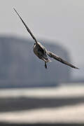 Northern Fulmar