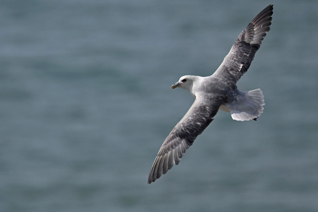 Fulmar boréaladulte, Vol