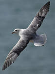 Fulmar boréal