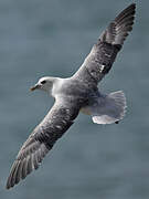 Northern Fulmar