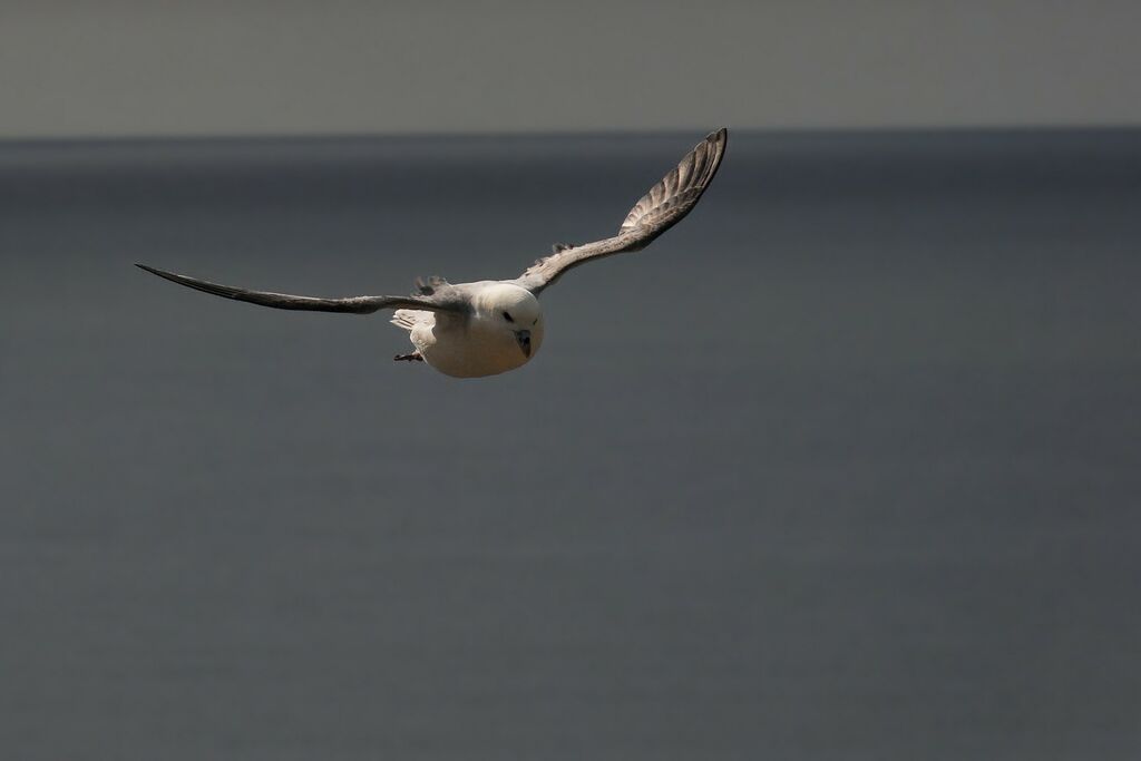 Fulmar boréal, Vol