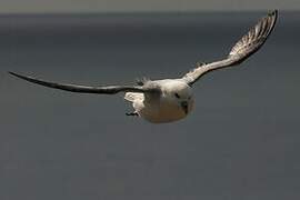 Northern Fulmar