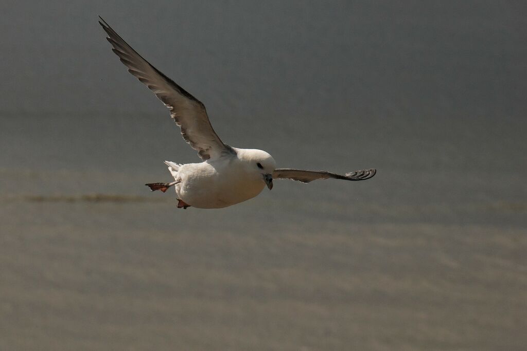 Fulmar boréal, Vol