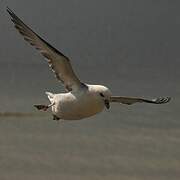 Fulmar boréal