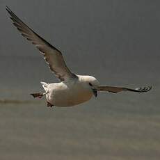 Fulmar boréal