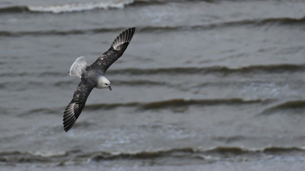 Fulmar boréal, Vol