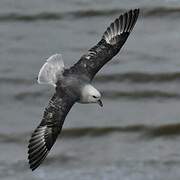 Fulmar boréal