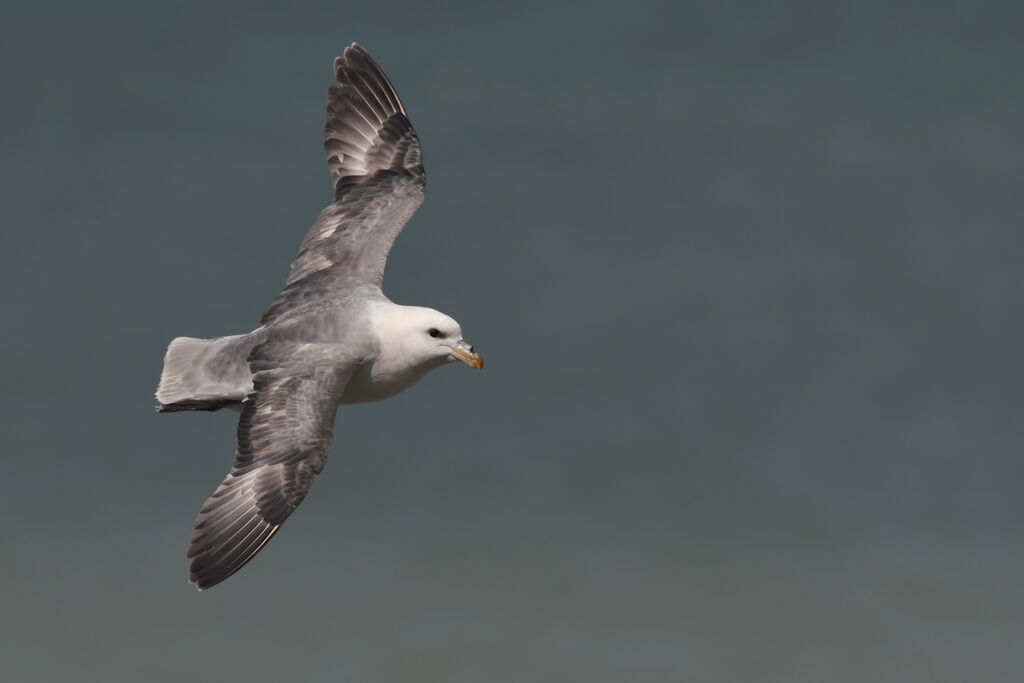 Fulmar boréaladulte, Vol